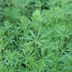 Galium aparine (Goosegrass, Cleavers) at Tuggeranong, ACT - 7 Aug 2023 by michaelb