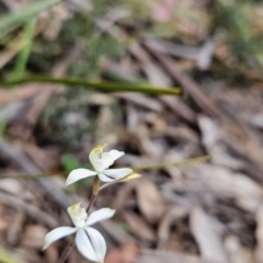 Caladenia moschata (Musky Caps) at Namadgi National Park - 13 Nov 2023 by BethanyDunne