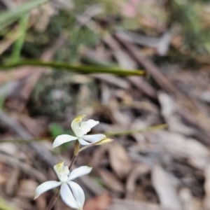 Caladenia moschata at Namadgi National Park - 14 Nov 2023