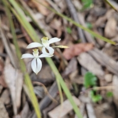 Caladenia moschata at Namadgi National Park - 14 Nov 2023