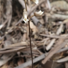 Gastrodia sesamoides (Cinnamon Bells) at Namadgi National Park - 14 Nov 2023 by BethanyDunne