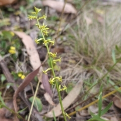 Stackhousia viminea (Slender Stackhousia) at Namadgi National Park - 14 Nov 2023 by BethanyDunne