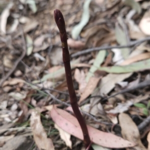 Dipodium sp. at Namadgi National Park - 14 Nov 2023