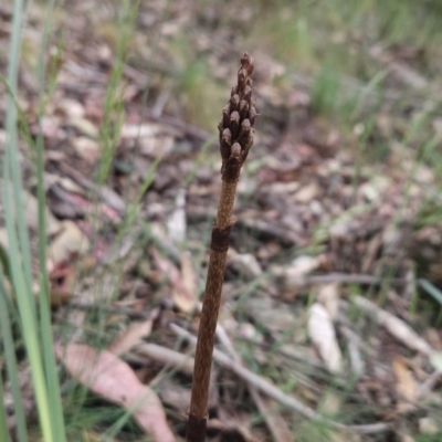 Gastrodia procera (Tall Potato Orchid) at Namadgi National Park - 14 Nov 2023 by BethanyDunne