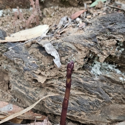 Dipodium sp. (A Hyacinth Orchid) at Namadgi National Park - 14 Nov 2023 by BethanyDunne