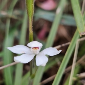 Caladenia alpina at Namadgi National Park - suppressed