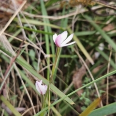Caladenia alpina at Namadgi National Park - suppressed