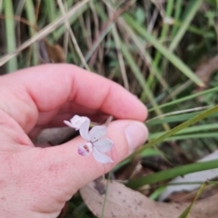Caladenia alpina at Namadgi National Park - suppressed