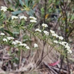 Ozothamnus thyrsoideus (Sticky Everlasting) at Namadgi National Park - 13 Nov 2023 by BethanyDunne