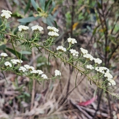 Ozothamnus thyrsoideus (Sticky Everlasting) at Namadgi National Park - 13 Nov 2023 by BethanyDunne