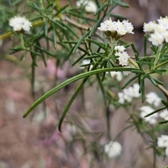 Ozothamnus thyrsoideus at Namadgi National Park - 14 Nov 2023