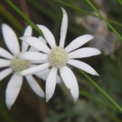 Actinotus helianthi (Flannel Flower) at Bolivia, NSW - 23 Jan 2009 by PJH123