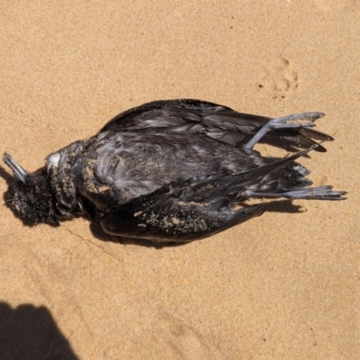 Ardenna tenuirostris (Short-tailed Shearwater, Muttonbird) at Wallaga Lake, NSW - 13 Nov 2023 by HelenCross