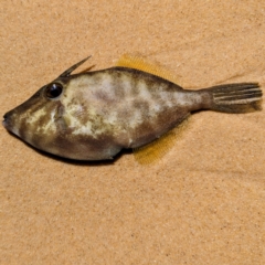 Unidentified Marine Fish Uncategorised at Wallaga Lake, NSW - 13 Nov 2023 by HelenCross