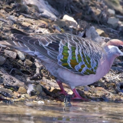 Phaps chalcoptera (Common Bronzewing) at Googong Foreshore - 13 Nov 2023 by jb2602