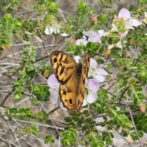 Heteronympha merope at ANBG - 14 Nov 2023 02:32 PM