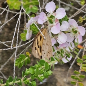 Heteronympha merope at ANBG - 14 Nov 2023 02:32 PM