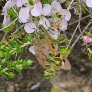 Heteronympha merope at ANBG - 14 Nov 2023