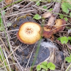 Lentinus arcularius at Namadgi National Park - 14 Nov 2023