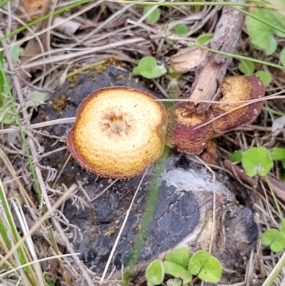 Lentinus arcularius (Fringed Polypore) at Namadgi National Park - 14 Nov 2023 by Esita