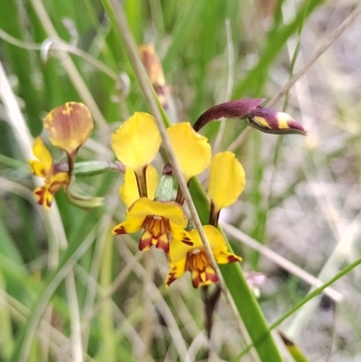 Diuris semilunulata (Late Leopard Orchid) at Namadgi National Park - 13 Nov 2023 by Esita