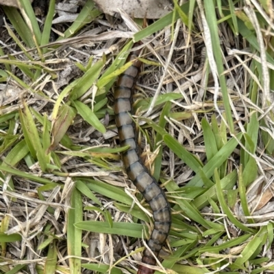 Cormocephalus sp.(genus) (Scolopendrid Centipede) at Kangaroo Valley, NSW - 14 Nov 2023 by lbradley