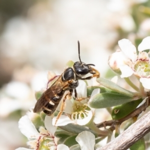 Lasioglossum (Chilalictus) bicingulatum at Evatt, ACT - 14 Nov 2023