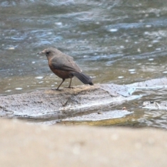 Origma solitaria (Rockwarbler) at Wollondilly Local Government Area - 10 Nov 2023 by Freebird