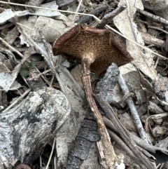 Lentinus arcularius (Fringed Polypore) at Kangaroo Valley, NSW - 14 Nov 2023 by lbradley
