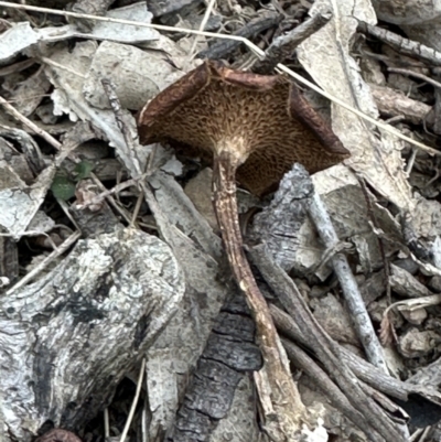 Lentinus arcularius at Kangaroo Valley, NSW - 14 Nov 2023 by lbradley