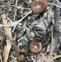 Lentinus arcularius at Kangaroo Valley, NSW - suppressed