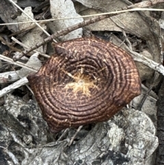 Lentinus arcularius at Kangaroo Valley, NSW - suppressed