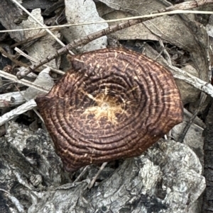 Lentinus arcularius at Kangaroo Valley, NSW - suppressed