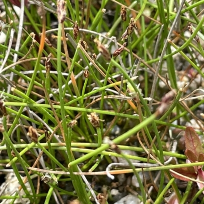 Eleocharis gracilis (Slender Spike-rush) at Namadgi National Park - 12 Nov 2023 by JaneR