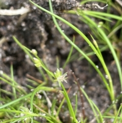 Juncus sp. (A Rush) at Namadgi National Park - 12 Nov 2023 by JaneR