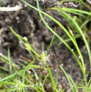 Juncus sp. at Namadgi National Park - 12 Nov 2023