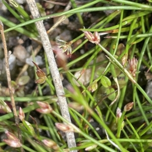 Juncus sp. at Namadgi National Park - 12 Nov 2023