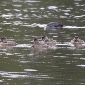 Oxyura australis at Upper Stranger Pond - 14 Nov 2023 12:30 PM