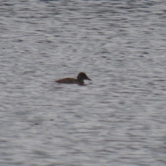 Oxyura australis at Upper Stranger Pond - 14 Nov 2023