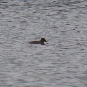 Oxyura australis at Upper Stranger Pond - 14 Nov 2023 12:30 PM