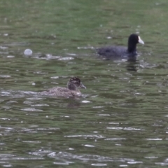 Oxyura australis at Upper Stranger Pond - 14 Nov 2023