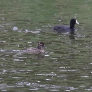 Oxyura australis at Upper Stranger Pond - 14 Nov 2023