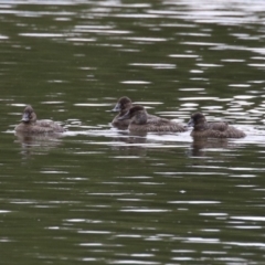 Oxyura australis at Upper Stranger Pond - 14 Nov 2023