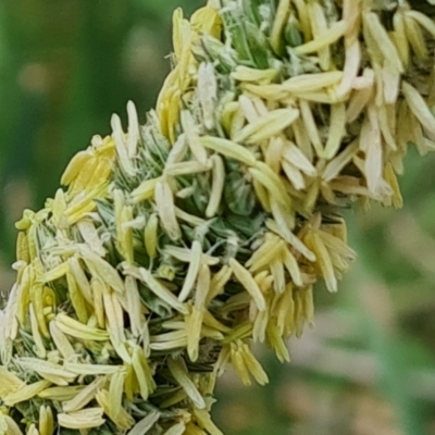 Phalaris aquatica (Phalaris, Australian Canary Grass) at Isaacs Ridge - 14 Nov 2023 by Mike