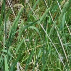 Phalaris aquatica at Isaacs Ridge - 14 Nov 2023