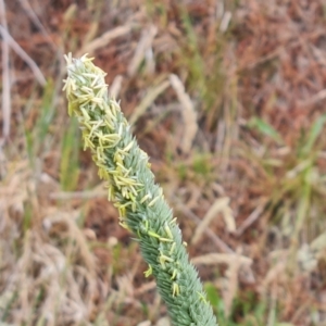 Phalaris aquatica at Isaacs Ridge - 14 Nov 2023