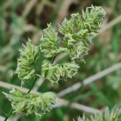 Dactylis glomerata (Cocksfoot) at Isaacs Ridge and Nearby - 14 Nov 2023 by Mike