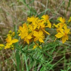 Hypericum perforatum (St John's Wort) at Isaacs Ridge and Nearby - 14 Nov 2023 by Mike