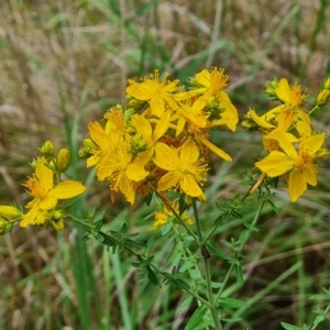 Hypericum perforatum at Isaacs Ridge and Nearby - 14 Nov 2023