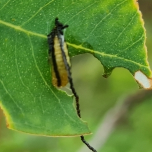 Gonipterus scutellatus at Isaacs Ridge and Nearby - 14 Nov 2023 05:09 PM